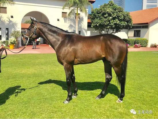 玉龙勇者（Yulong Warrior）