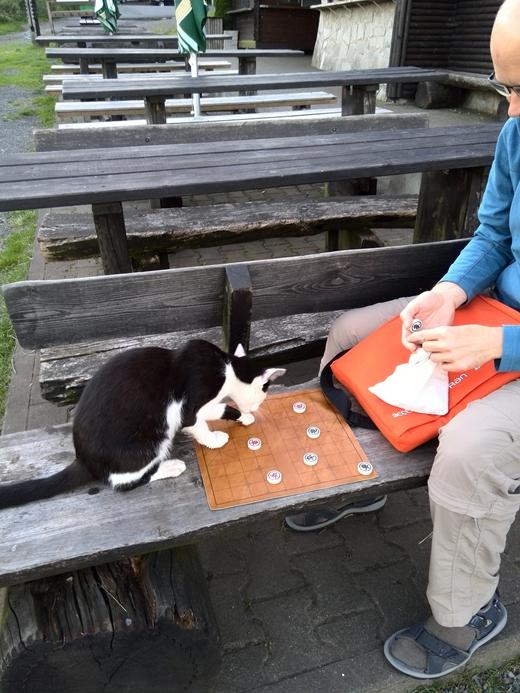 马丁和猫（象棋推广的最高境界）