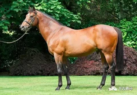 ▲图/Paulick Report，‘丹山舞者’