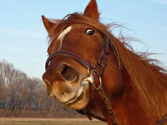 看到马的眼白露出来说明它感到不安