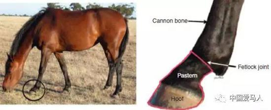 ▲ 马蹄的准确部位&nbsp;图 / Equine podiatry