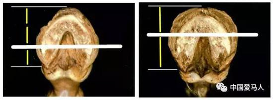 ▲ 后蹄小前蹄大 &nbsp;&nbsp;图 /&nbsp;Equine podiatry