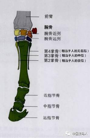 ▲ 解剖结构&nbsp;