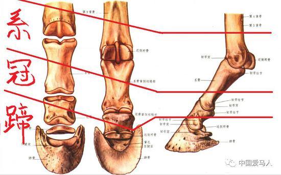带你真正认识马蹄：“无蹄则无马”说得对吗？_手机新浪网