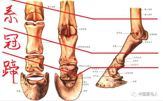 　▲ 指关节分为系、冠、蹄三个关节&nbsp;图 / 改编自《马体解剖图谱》