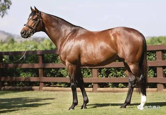 ▲图/Coolmore，‘天文学家/伽利略*’