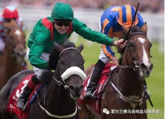 ▲图/Racing Post，‘夏辛村’（左）