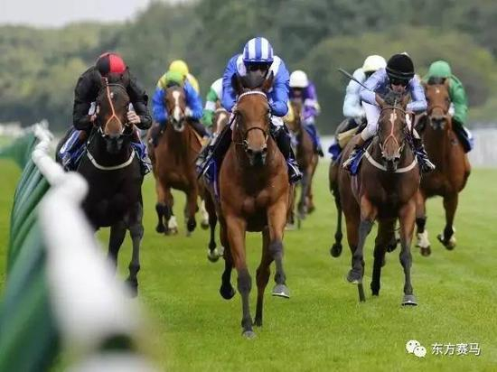 ▲图/betfair，纯血赛马