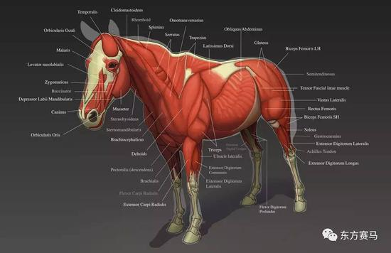 ▲图/khekian，马匹肌肉