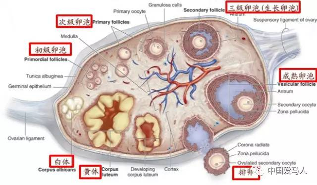 ▲ 卵泡发育的各个阶段