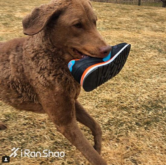 狗狗的跑步能力是很卓越的，大多数健康的犬类都能在5千米中打败我们人类。