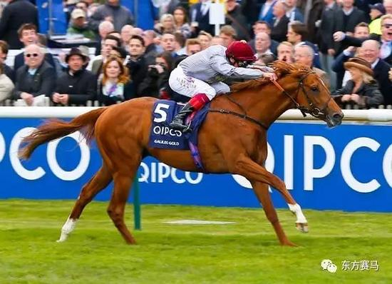 　　▲图/Racing Post，‘天文金骏’