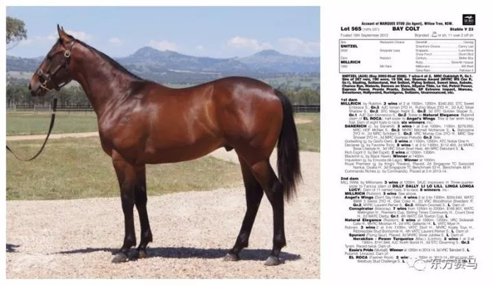 ▲Magic Millions，2014年「红达时」作为一匹周岁马被拍卖