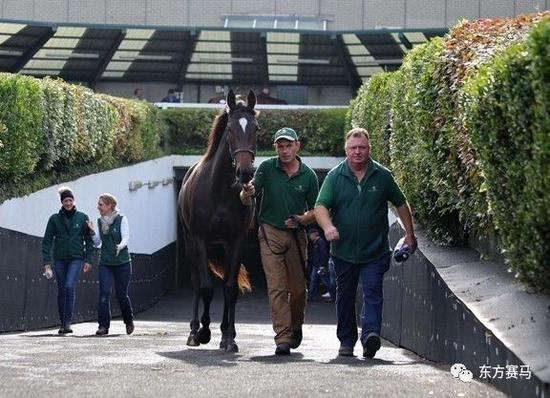 ▲图/Amy Lynam，120万欧元成交的周岁马（35号马）