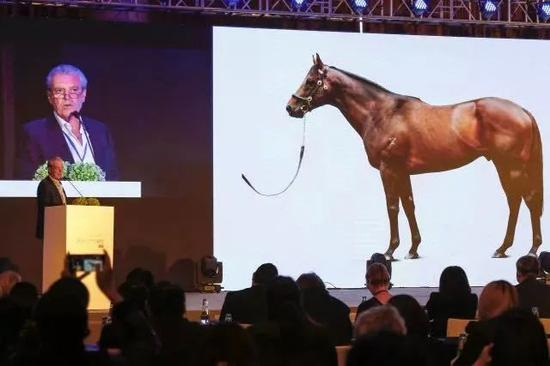 哈特莱资本全球马业首席相马师，澳大利亚著名赛马专家James Bester