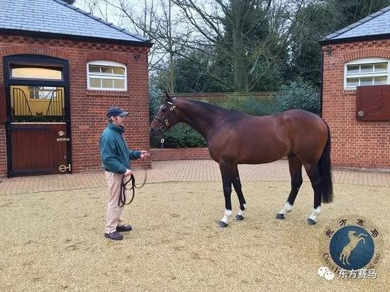 ▲图/花和尚，‘范高尔’