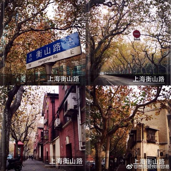 衡山路的梧桐树