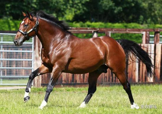 　　▲图/Juddmonte，‘范高尔’