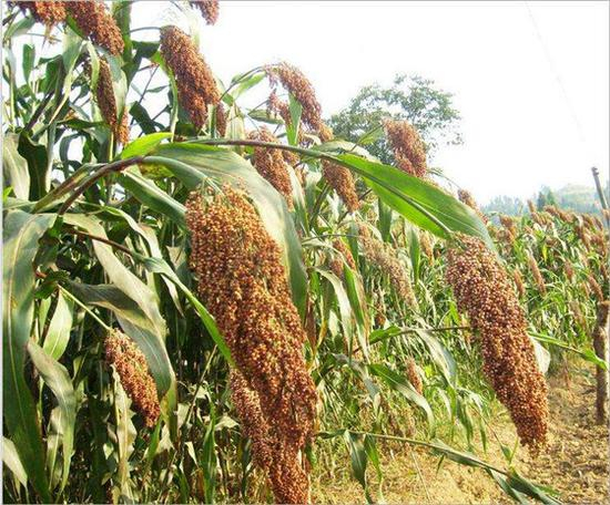 飞燕草，毛茛科飞燕草属的多年生草本植物。