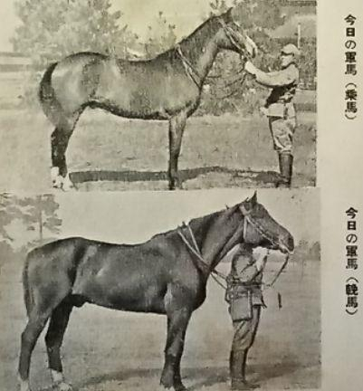 近代的日本马匹，从隶属关系上来说，分为民间马和国有马。