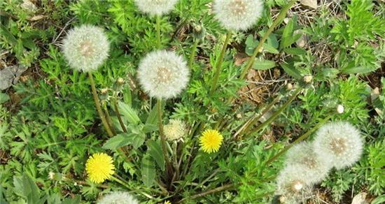 荞麦，别名：甜荞、乌麦、三角麦等；一年生草本。