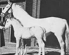 （史上首次亲子白毛马）