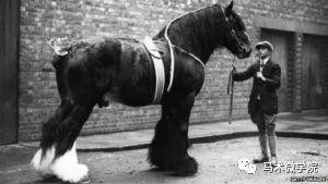 （该图为生于1848年 历史上最重的马Mammoth。）