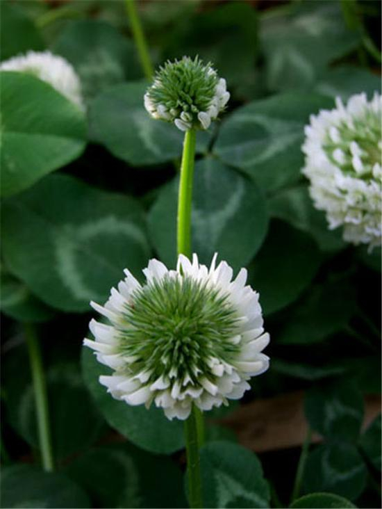 亚麻籽，一年生草本植物。