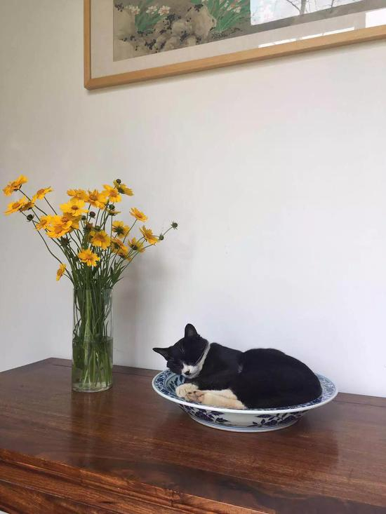（睡午觉的猫，都是瓷器来加持）