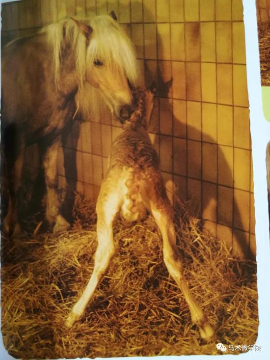 母马舔舐刚出生的小马驹