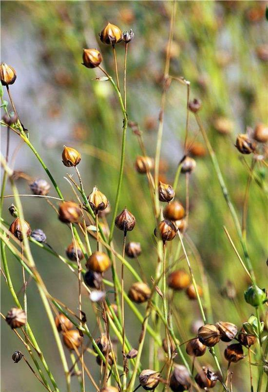 蒲公英，菊科，蒲公英属多年生草本植物。