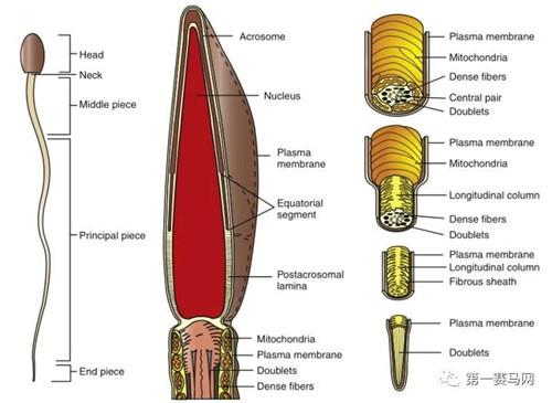 ▲马精子结构图
