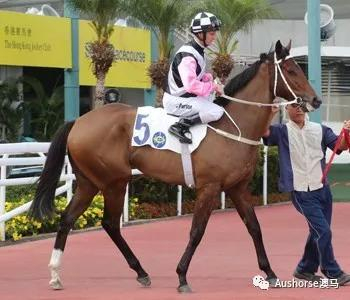 冠军：忠心美丽（澳）/ Beauty Loyal