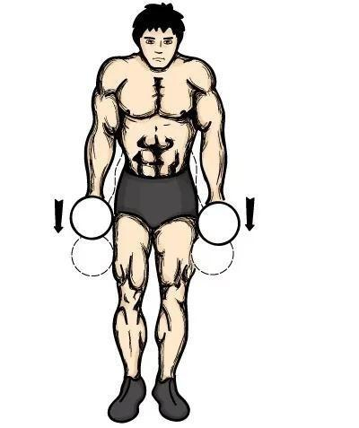 训练部位四：肱二头肌