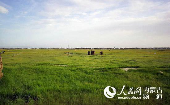 呼和塔拉万亩城市草原（王慧 摄）