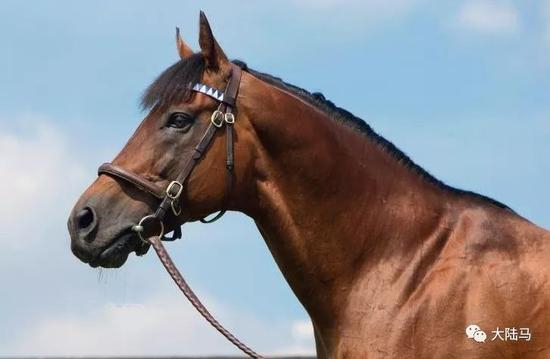 “迪拜威”（Dubawi）