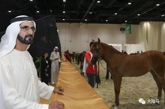 谢赫·穆罕默德酋长（sheikh Mohammed）