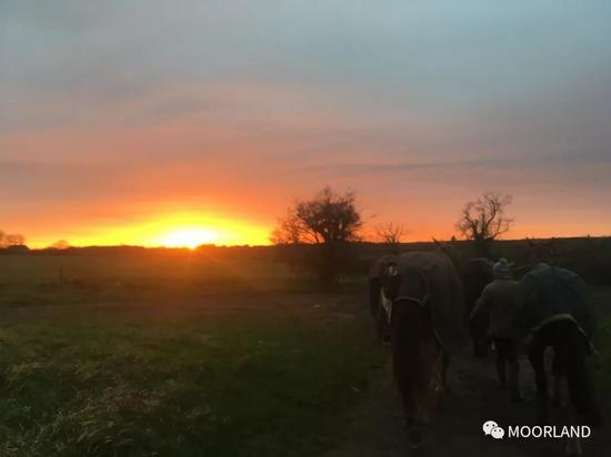  △日常，日落时放马回牧场