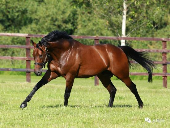 “海都之星”（Sea The Stars）