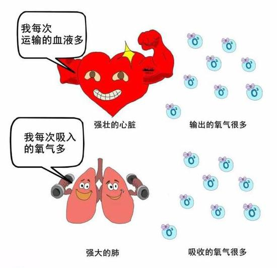 一个强大的心肺系统