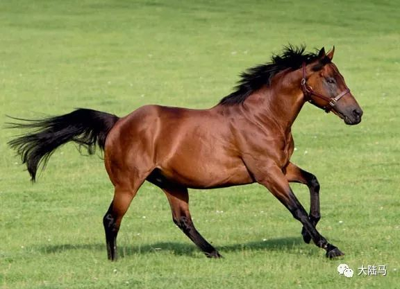 “迪拜威”（Dubawi）