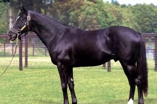 图：日本著名种公马周日宁静/www.allbreedpedigree.com