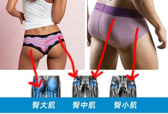 臀肌一览。