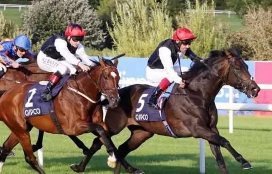 ▲图/Racing Post，‘金号角’（右）