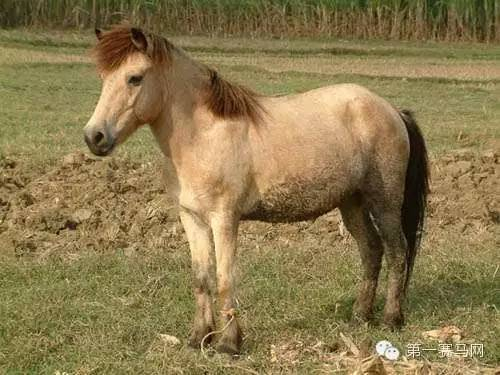 德保矮马（网络配图）