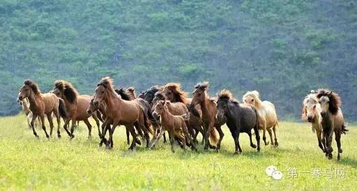 德保矮马（网络配图）