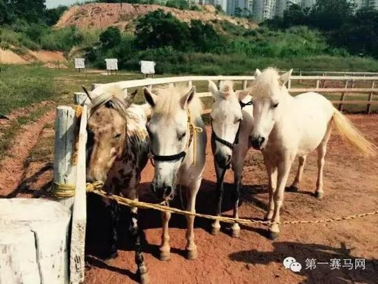 （图片由广西马术协会提供）
