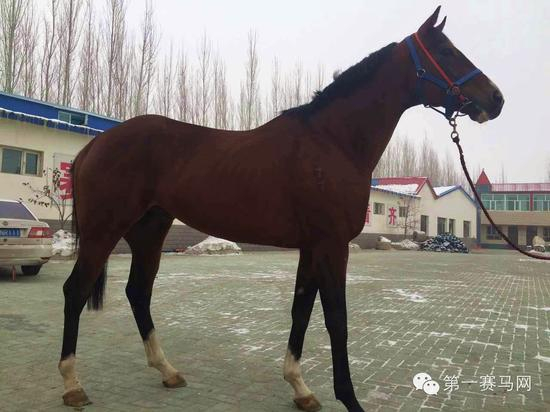 “枪法如神”（由马主提供）