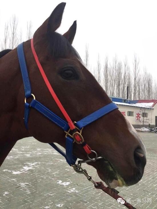 “枪法如神”帅气侧面照（由马主提供）