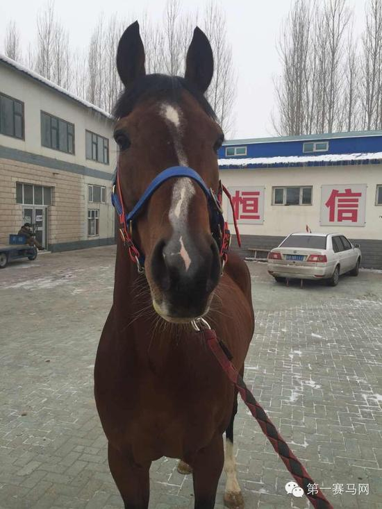 “枪法如神”（由马主提供）